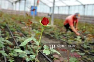 Ջերմատնային տնտեսությունների աջակցության ծրագրով ջերմատան կառուցման ժամկետը նախատեսվում է երկարացնել մինչև 2 տարի | armenpress.am