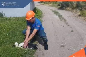 Վիրավոր արագիլի ձագը տեղափոխվել է կենդանիների պաշտպանության հիմնադրամ | shantnews.am