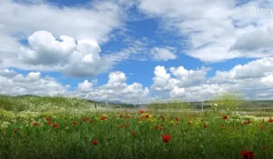 Առաջիկա երկու օրերին՝ առանց տեղումների․ հուլիսի 16-18-ին ցերեկային ժամերին ջերմաստիճանը կնվազի 4-5 աստիճանով | 1lurer.am