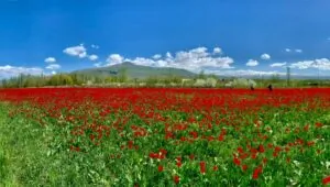Օդի ջերմաստիճանը կնվազի
