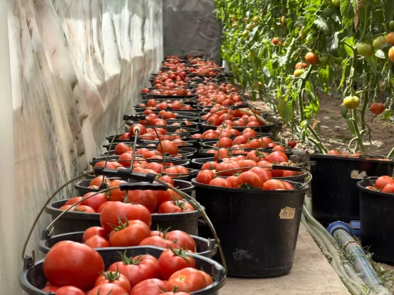 Ընդդիմության խորհուրդը կդիմի ՌԴ–ին արտահանման խնդիրները լուծելու համար. Սամվել Կարապետյան | arm.sputniknews.ru